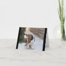 Zoek naar bassets kaarten Schattige hond
