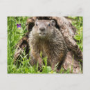 Zoek naar bosmarmot briefkaarten Wilde dieren