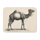 Zoek naar camel magneten Dieren