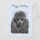 Zoek naar poedel hond briefkaarten Schattig