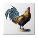 Zoek naar haan tegels Boerderij