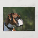 Zoek naar boxer dog briefkaarten Headshot
