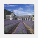Zoek naar provence magneten Lavendel