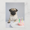 Zoek naar mops kaarten Schattig