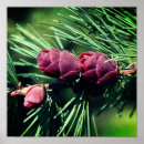 Zoek naar dennen posters Voor haar