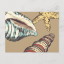 Zoek naar shell briefkaarten Oceaan