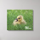 Zoek naar canadese gans kunst Vogel