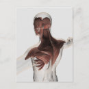 Zoek naar spieren anatomie briefkaarten Biomedische illustraties