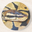 Zoek naar python onderzetters Slang