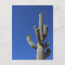 Zoek naar cactus briefkaarten Zomer