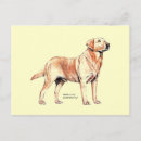 Zoek naar labrador retriever briefkaarten Laboratorium