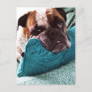 Zoek naar bulldog briefkaarten Voor huisdieren