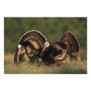 Zoek naar gewervelde dieren posters Natuur