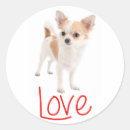 Zoek naar langharige chihuahua stickers Puppy