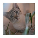 Zoek naar blauwe kat tegels Huisdier