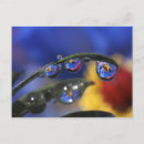 Zoek naar ladybird briefkaarten Close up