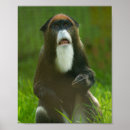 Zoek naar aap posters Wild
