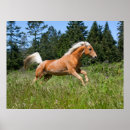 Zoek naar palomino paard posters Equine