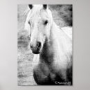 Zoek naar palomino posters Kwart paard