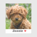 Zoek naar speelgoed poedel stickers Puppy