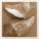 Zoek naar shells onderzetters Zee shell