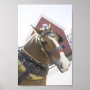 Zoek naar belgisch paard posters Paarden