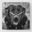 Zoek naar zwart labrador klokken Rekwisiet