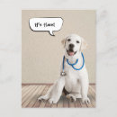 Zoek naar labrador retriever briefkaarten Huisdier