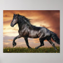 Zoek naar zwart paard posters Voor iedereen