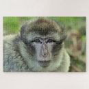 Zoek naar monkey puzzels Aap