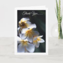 Zoek naar frangipani bloem kaarten Flora