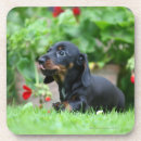 Zoek naar glad onderzetters Puppy