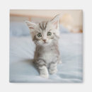 Zoek naar maine coon magneten Kitten