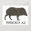 Zoek naar varken briefkaarten Arizona