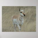 Zoek naar antilope posters Antelope