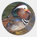 Zoek naar mandarijnen stickers Elk persoon