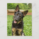 Zoek naar duitse herder briefkaarten Puppy