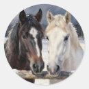 Zoek naar zwart wit paard stickers Boerderij