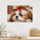 Zoek naar shihtzu posters Schattig
