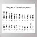Zoek naar chromosoom posters Biologie