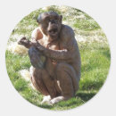 Zoek naar grappige chimpansee stickers Schattig