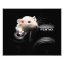 Zoek naar muizen posters Natuur