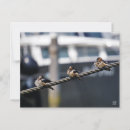 Zoek naar zwaluwen briefkaarten Elk persoon