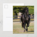 Zoek naar friesian briefkaarten Bob langers
