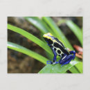 Zoek naar darts briefkaarten Wilde dieren
