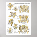 Zoek naar fysiologie posters Anatomisch