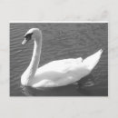 Zoek naar witte zwaan briefkaarten Dier