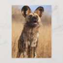Zoek naar afrikaanse wilde hond posters Bedreigd