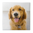 Zoek naar retriever tegels Gezelschapsdier