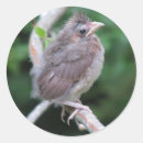 Zoek naar baby vogel stickers Nesten